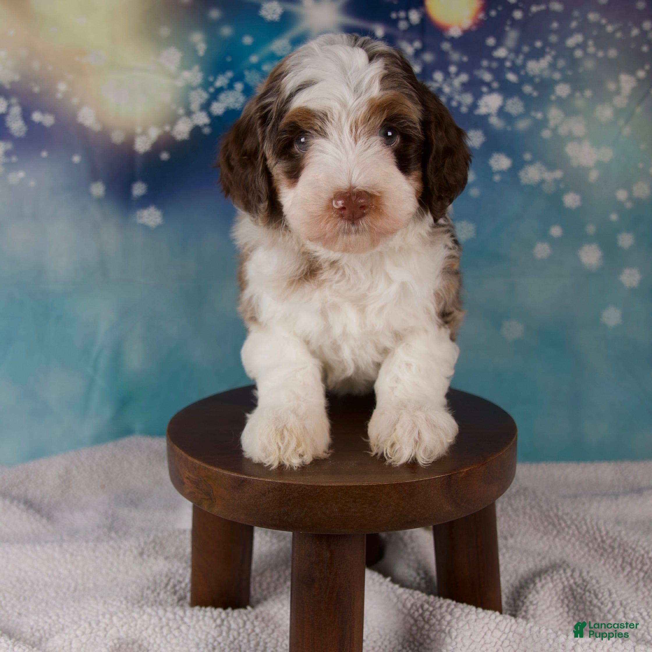 Mini Bernedoodle dogs Carolyn - Ad 1