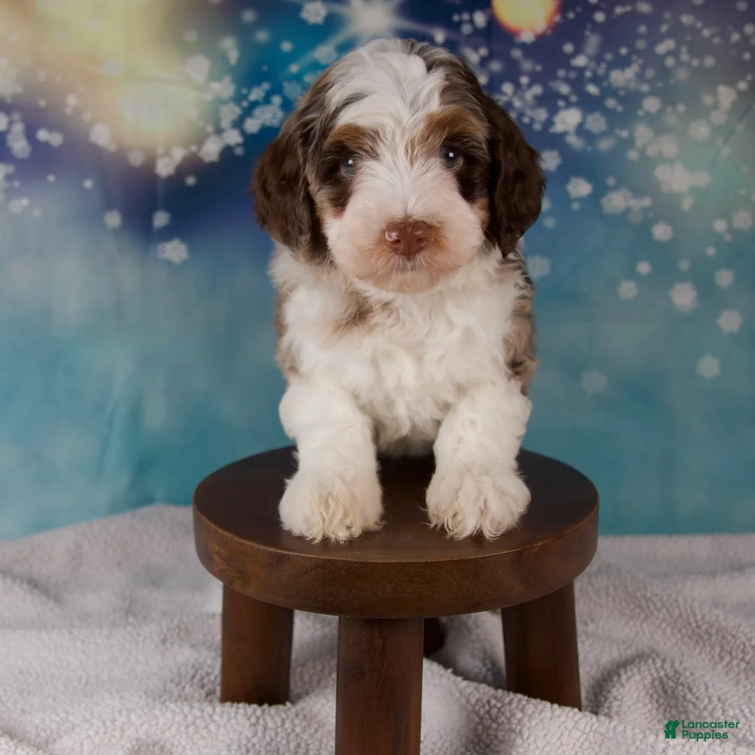Mini Bernedoodle dogs for sale: Carolyn - Ad 1