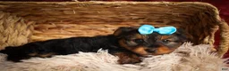 Yorkshire Terrier dogs for sale: DEXTER - Ad 7