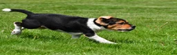 Beagle dogs for sale: Goldie - Ad 14