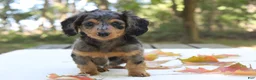 Miniature Dachshund dogs for sale: Skylar - Ad 3