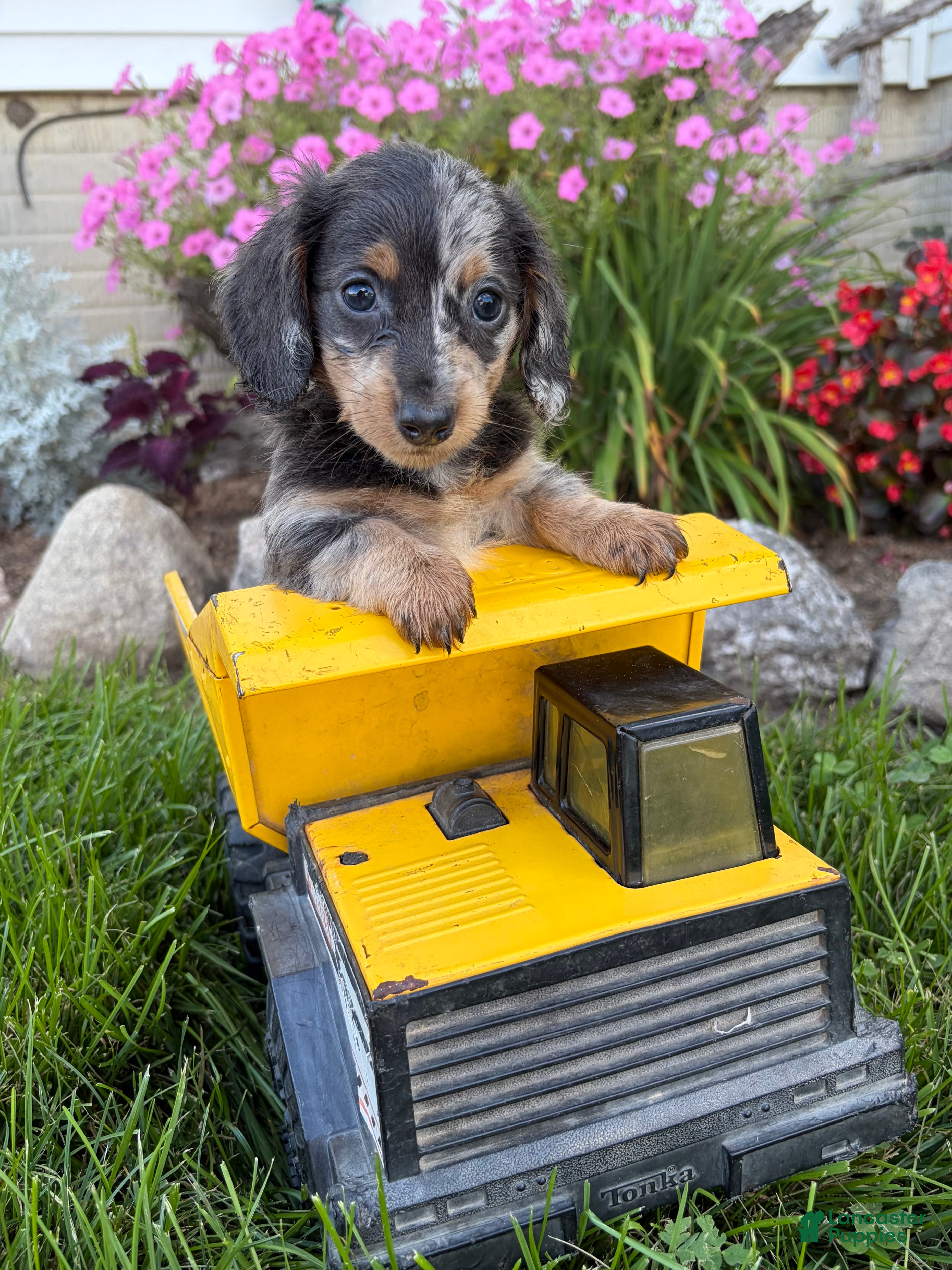 Miniature Dachshund dogs North - Ad 1