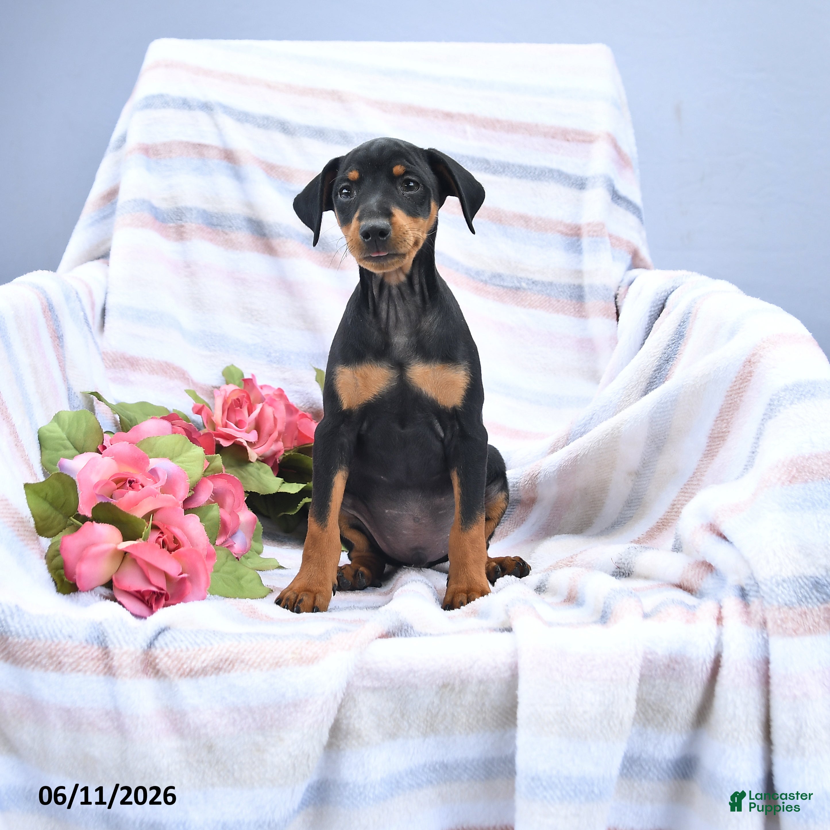 Miniature Pinscher dogs Cody - Ad 1