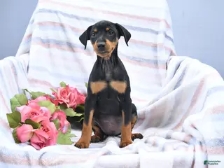 Miniature Pinscher dogs for sale: Cody - Ad 1