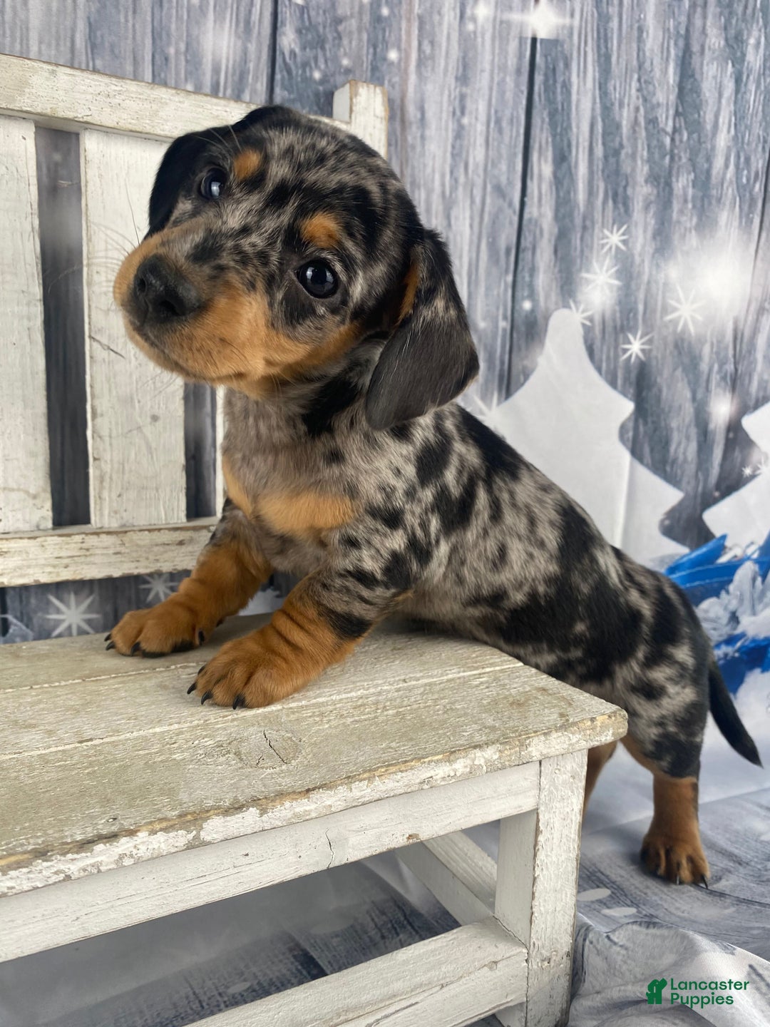 Miniature Dachshund dogs for sale: Teddy - Ad 13