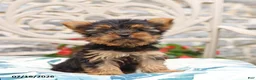 Yorkshire Terrier dogs for sale: Biscuit - Ad 2