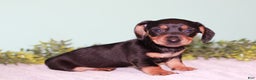 Miniature Dachshund dogs for sale: Fern - Ad 1
