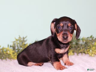 Miniature Dachshund dogs Fern - Ad 33