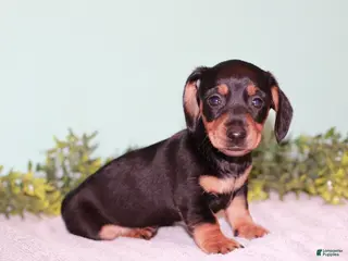 Miniature Dachshund dogs Fern - Ad 35