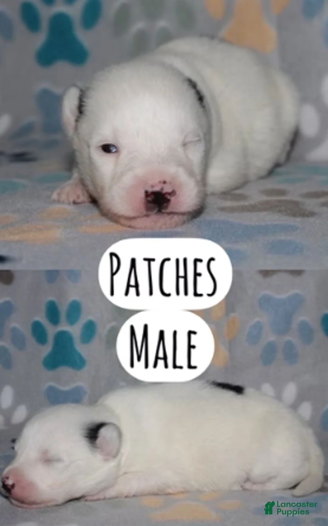 Pomsky dogs for sale: Patches - Ad 1
