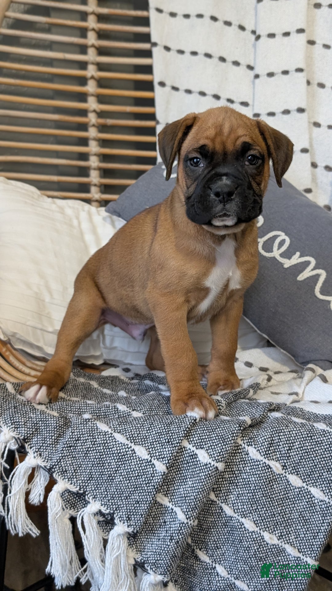 Boxer dogs for sale: Hendrix - Ad 4