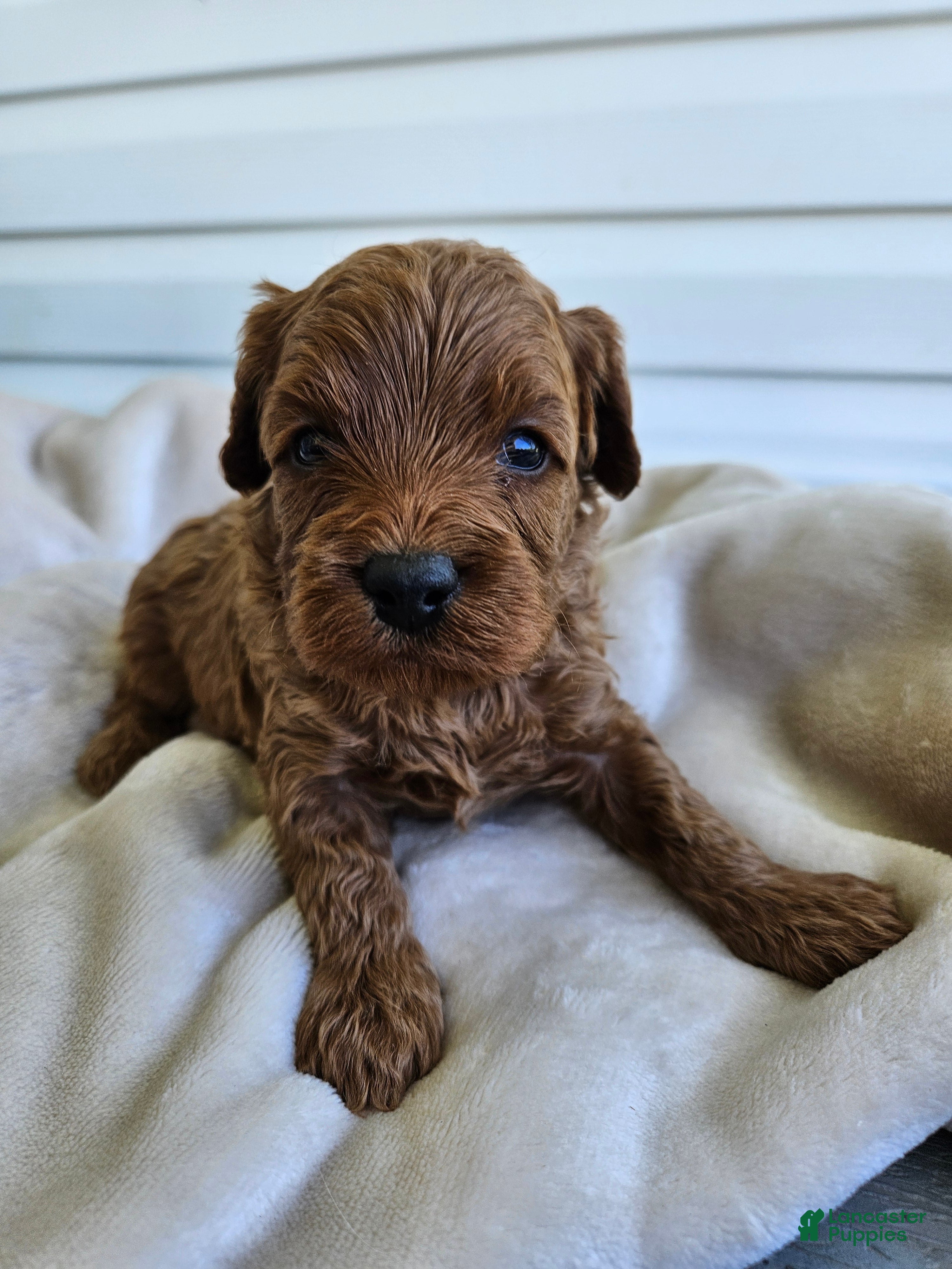 Cavapoo dogs Mischief - Ad 36