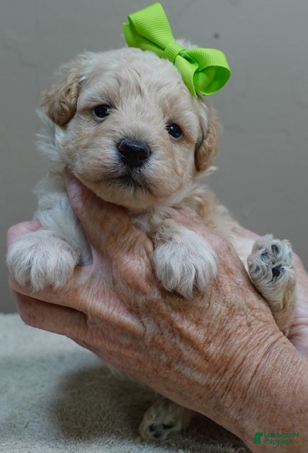 Toy Poodle dogs Teddy - Ad 16