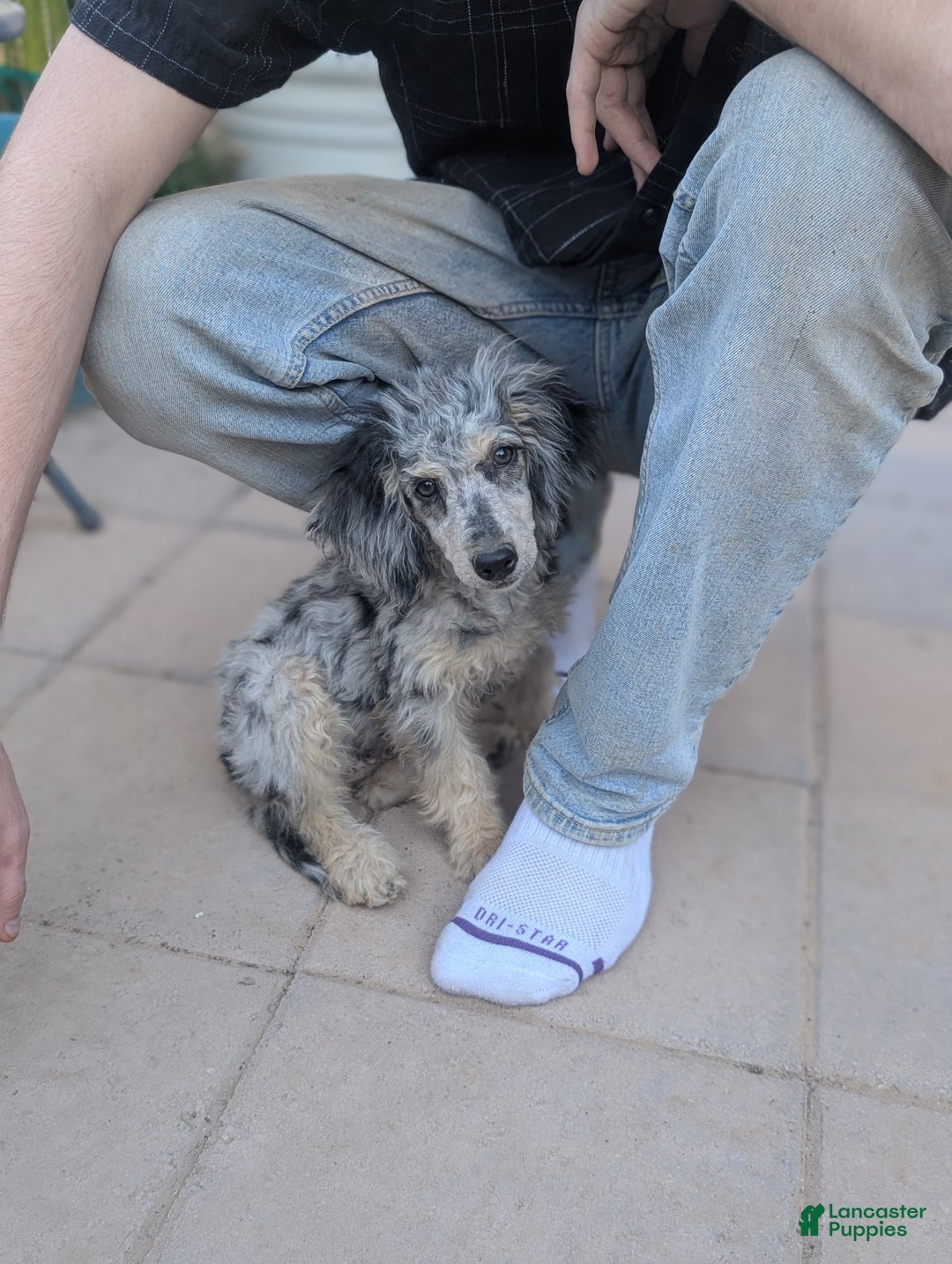 Miniature Poodle dogs for sale: Pepper - Ad 2