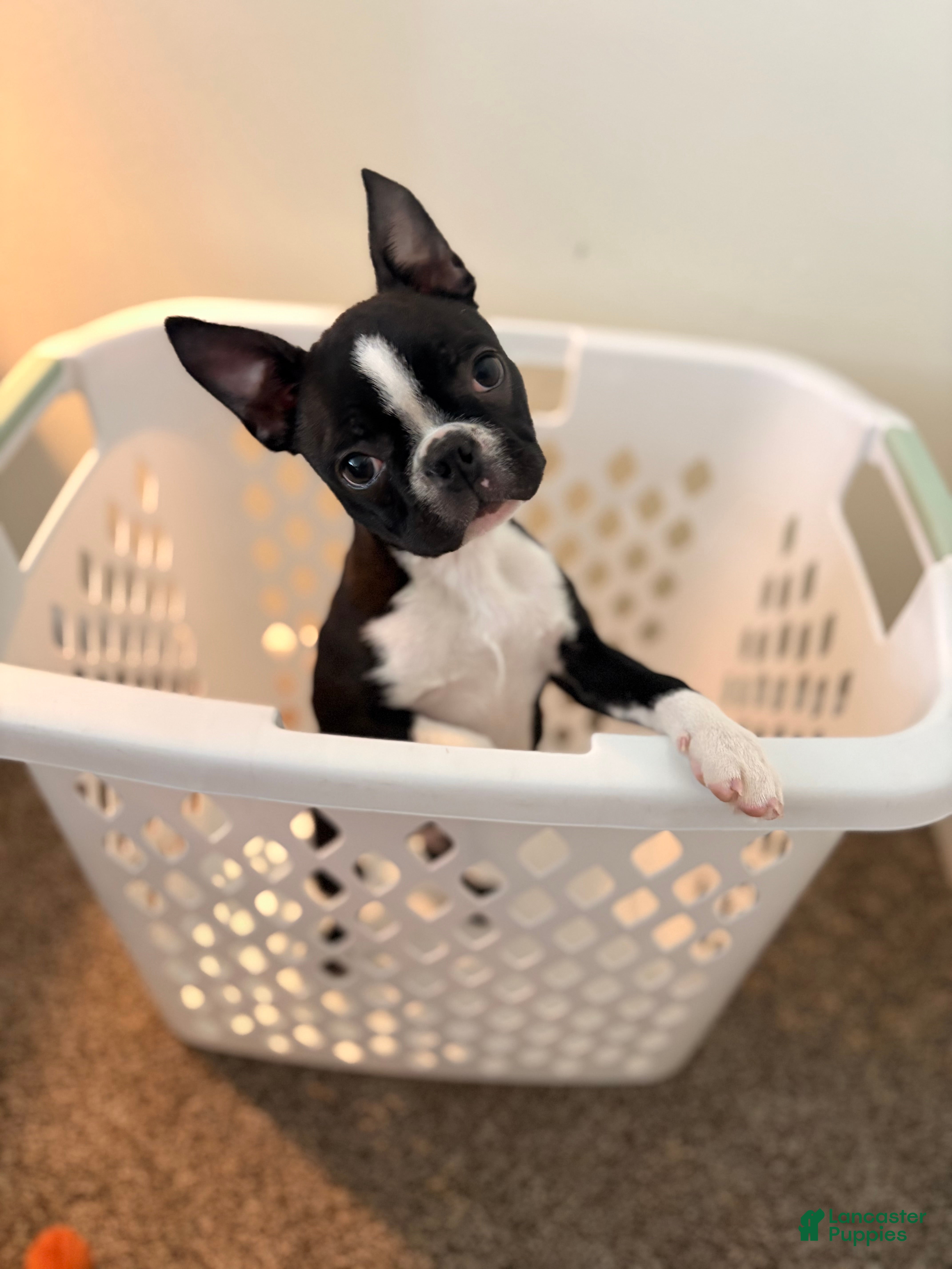Boston Terrier dogs Boston Terrier Puppy 1 - Ad 32
