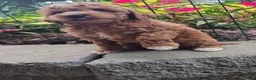 Cavapoo dogs for sale: Tipp - Ad 4