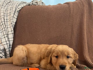 Golden Retriever dogs - Ad 4