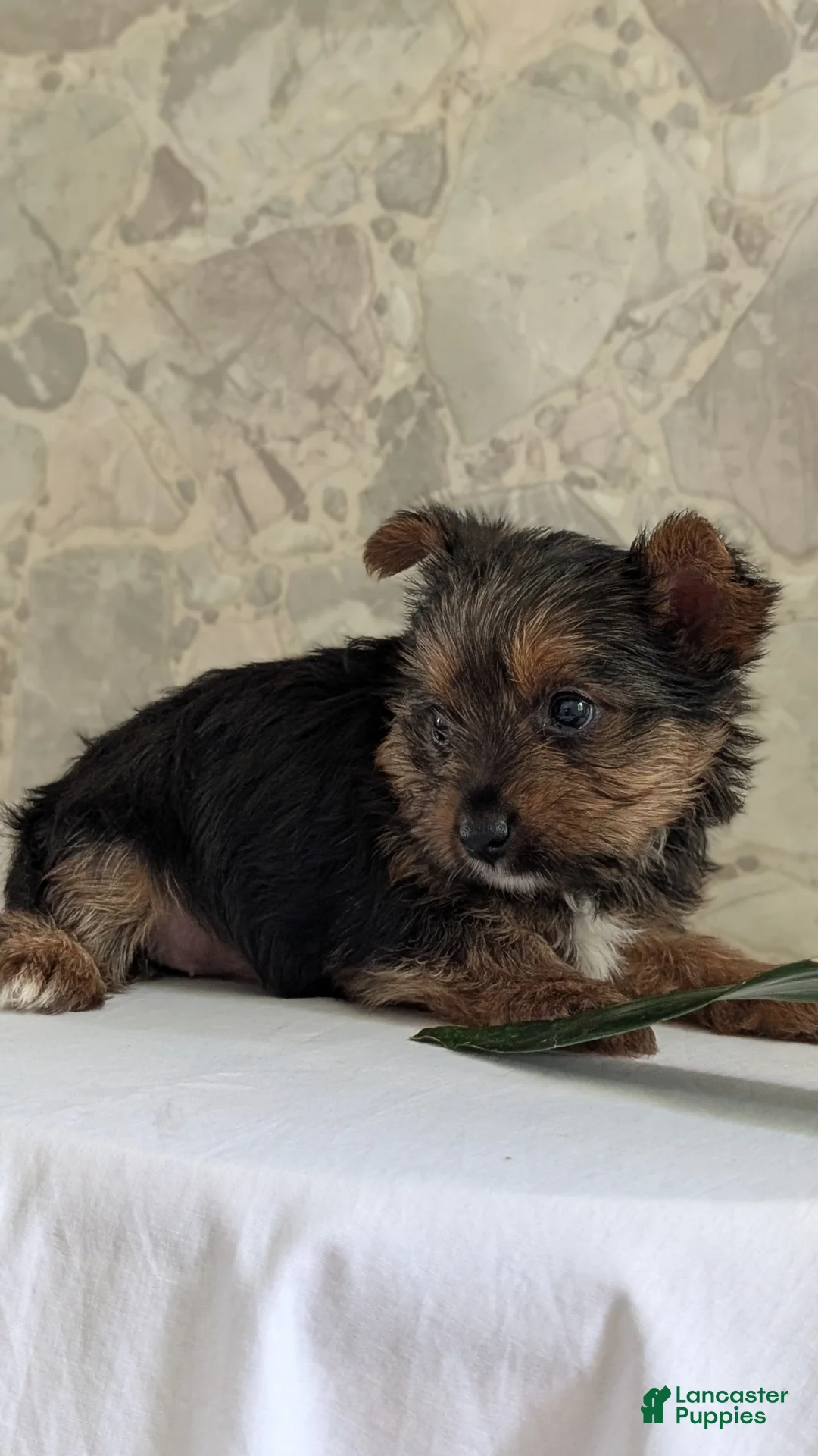Yorkshire Terrier dogs for sale: Xena - Ad 2