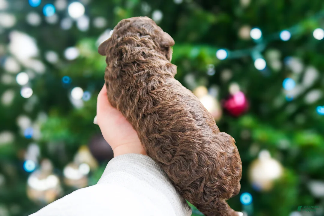 Lagotto Romagnolo dogs for sale: male 3 - Ad 2