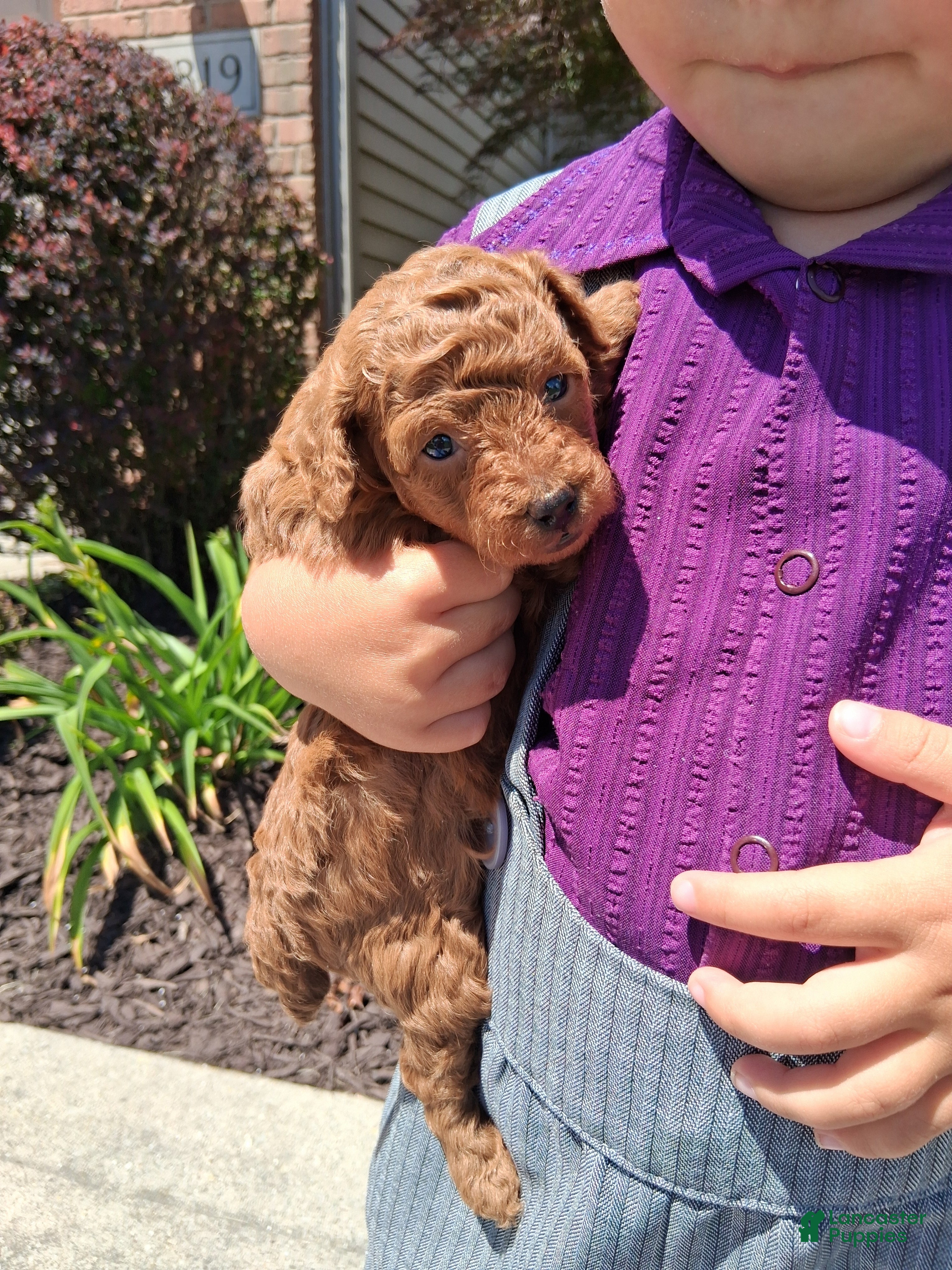 Toy Poodle dogs for sale: Tiny Toy Maria - Ad 2