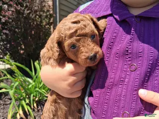Toy Poodle dogs for sale: Tiny Toy Maria - Ad 2