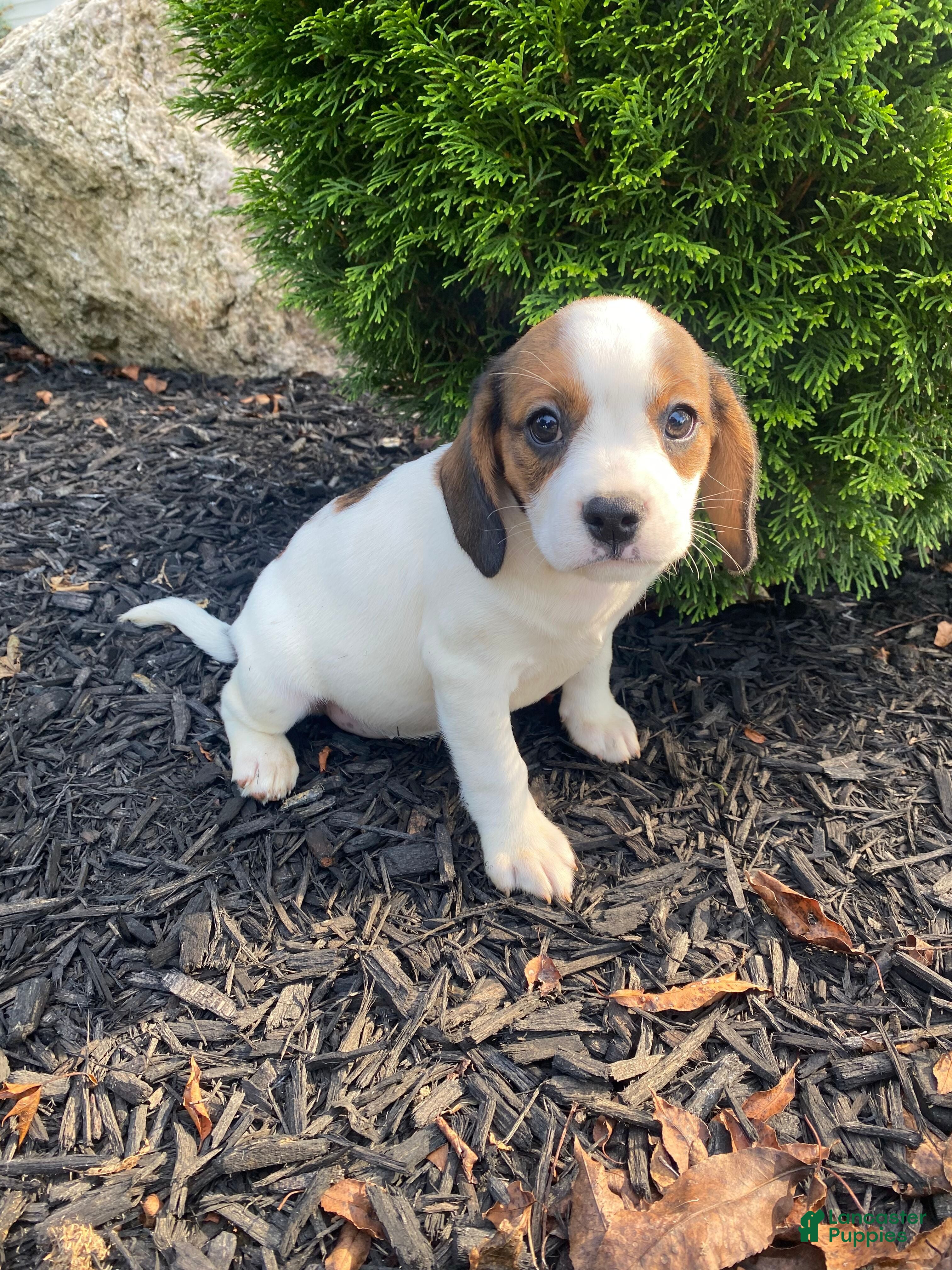 Mixed Breed dogs Jo - Ad 1