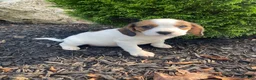 Mixed Breed dogs for sale: Jo - Ad 1