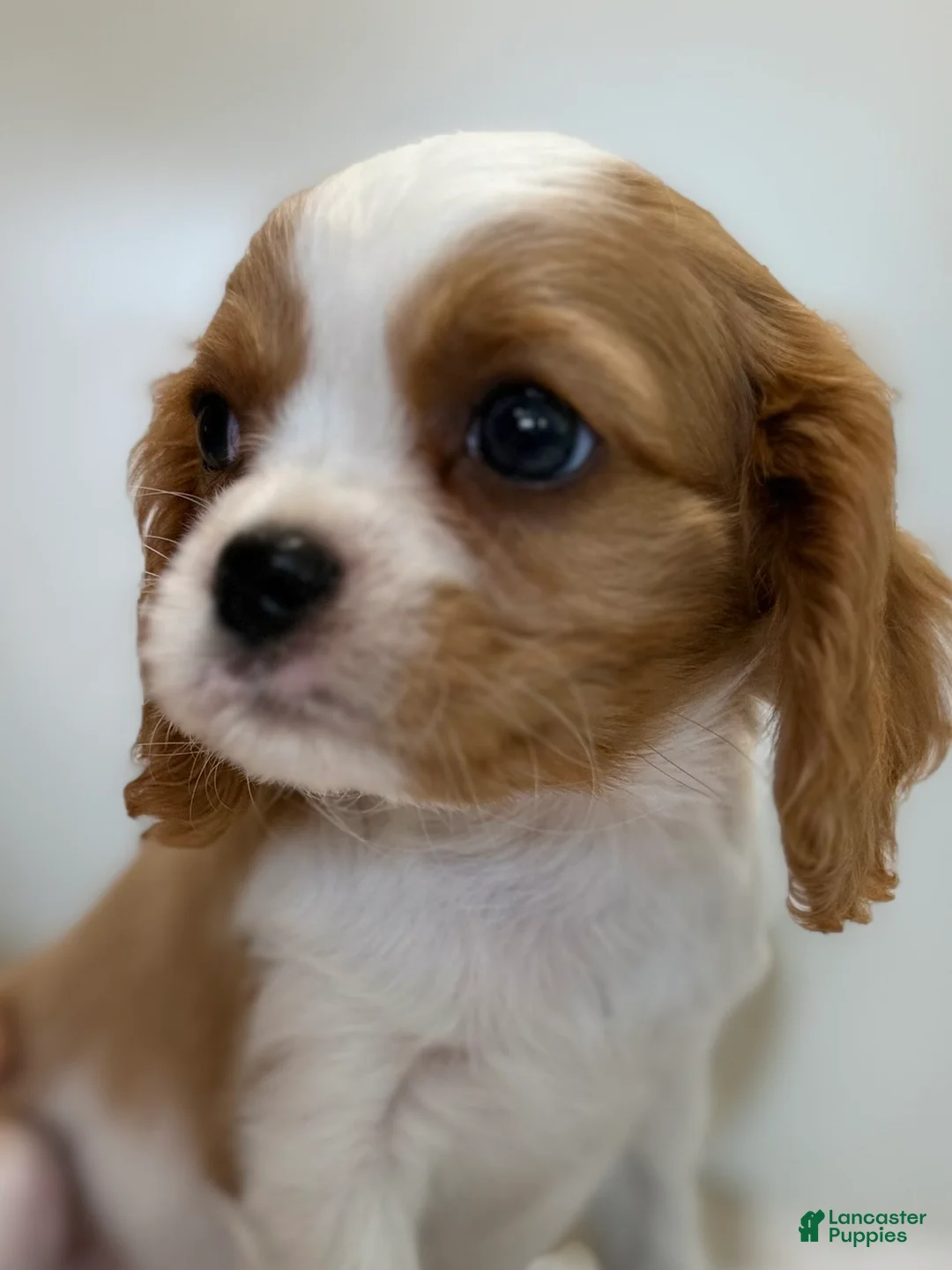 Cavalier King Charles Spaniel dogs for sale: Ollie Cavalier King Charles Spaniel  - Ad 1