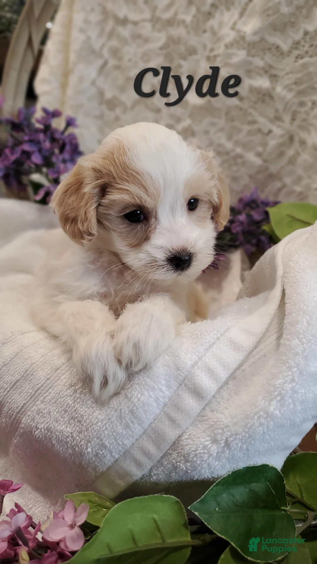 Mixed Breed dogs for sale: Clyde - Ad 1