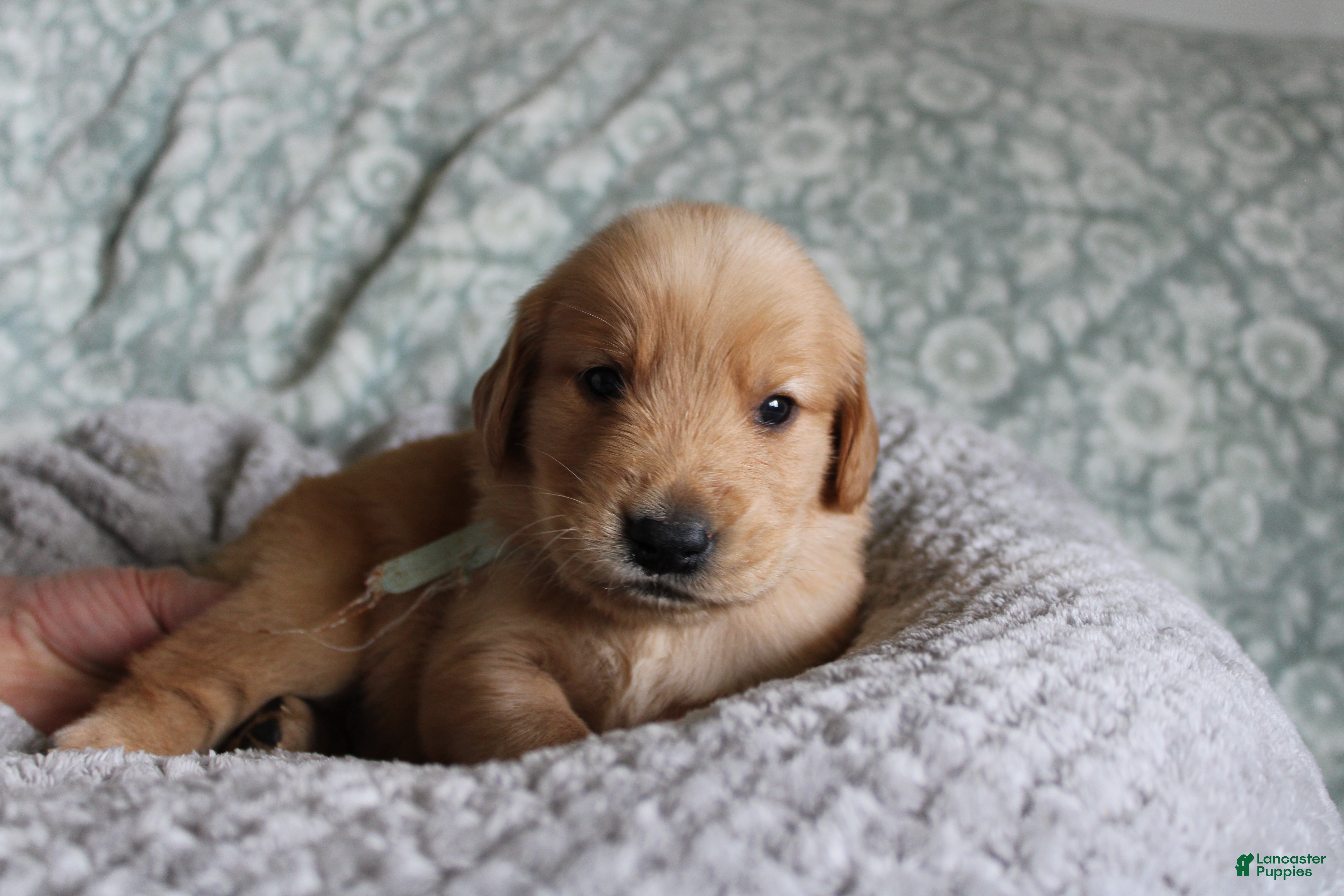 Golden Retriever dogs Golden Retriever Puppy 9 - Ad 5