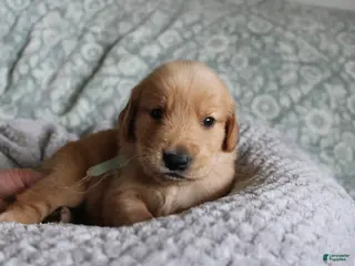 Golden Retriever dogs Golden Retriever Puppy 9 - Ad 5