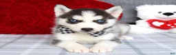 Siberian Husky dogs for sale: Conner  - Ad 5