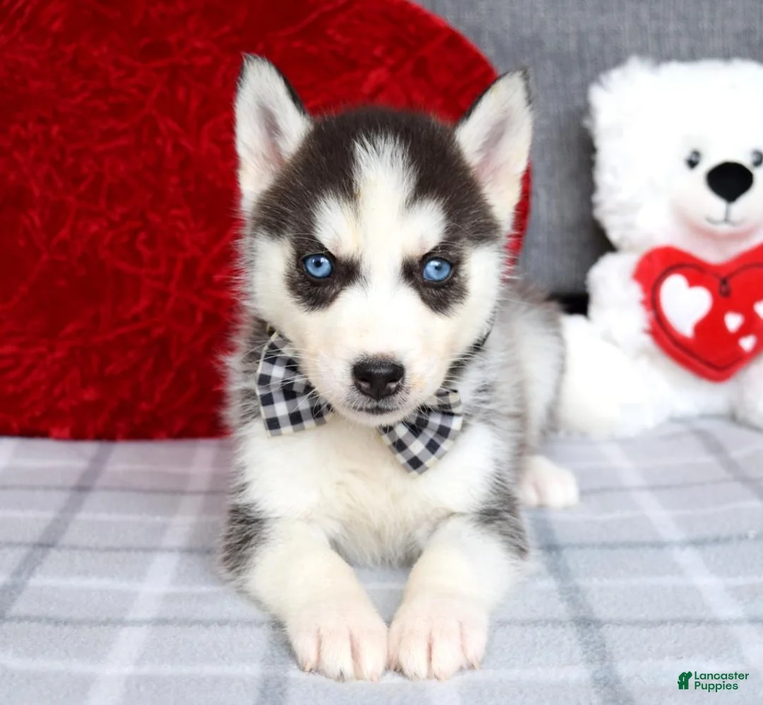 Siberian Husky dogs for sale: Conner  - Ad 5