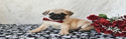Pug dogs for sale: Marley - Ad 2