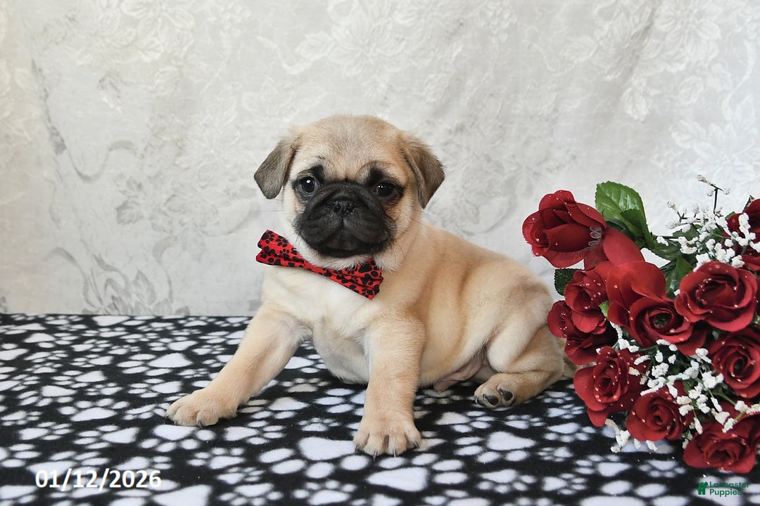 Pug dogs for sale: Marley - Ad 2