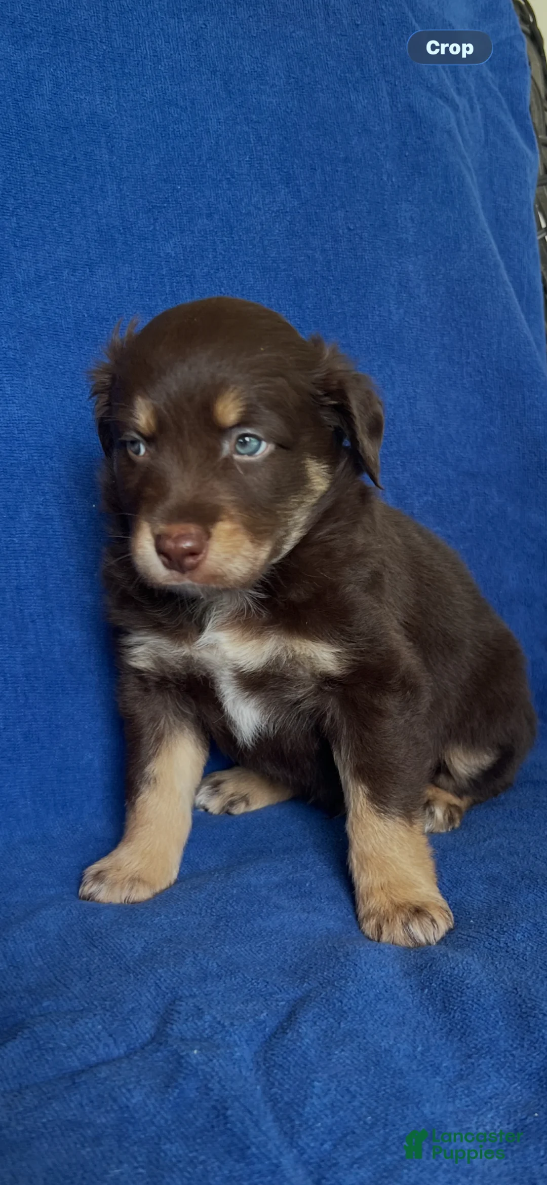 Australian Shepherd dogs for sale: Australian Shepherd Puppy 4 - Ad 2