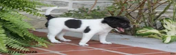 Toy Fox Terrier dogs for sale: Mindi - Ad 5
