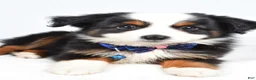 Miniature Australian Shepherd dogs for sale: Vader  - Ad 6