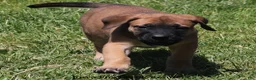 Mixed Breed dogs for sale: Bonnie - Ad 9