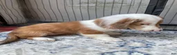Miniature Dachshund dogs for sale: Girl 2 - Ad 3