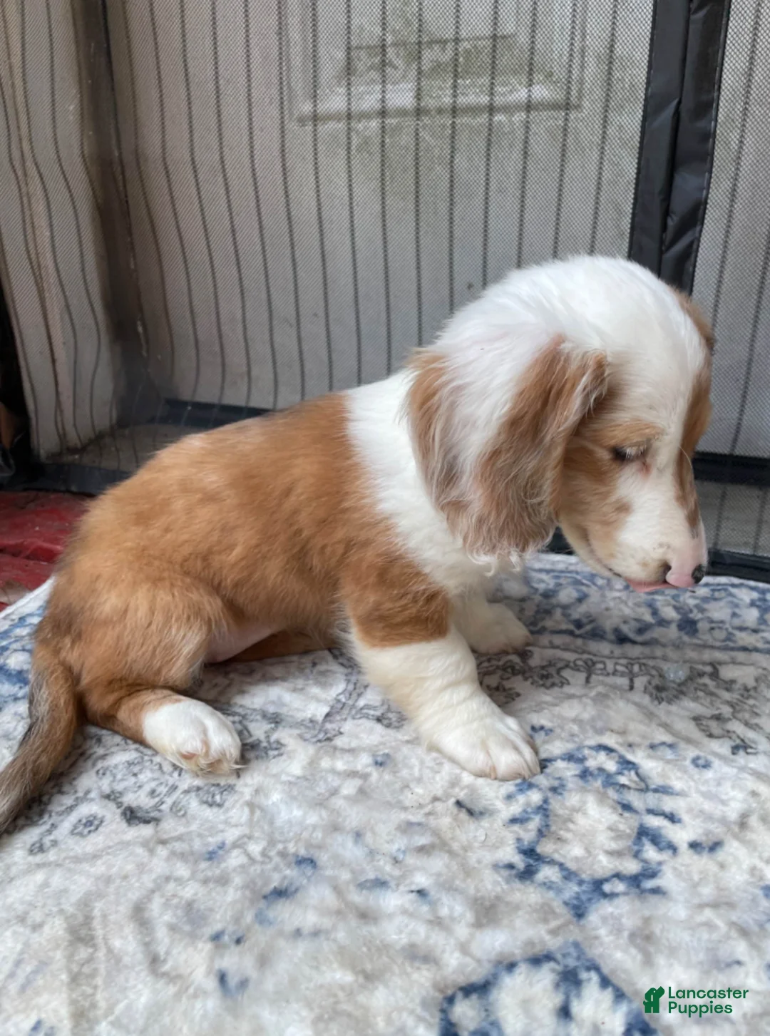 Miniature Dachshund dogs for sale: Girl 2 - Ad 3