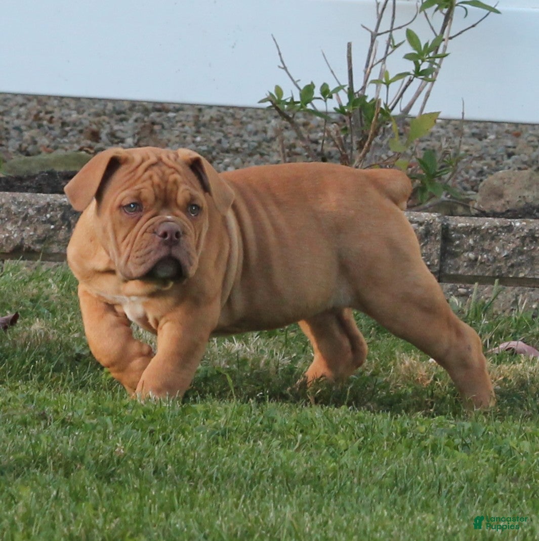 Olde English Bulldogge dogs for sale: Bluegates CHERYL - Ad 2