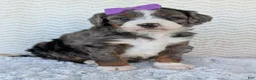 Mini Bernedoodle dogs for sale: Mini Indy - Ad 19