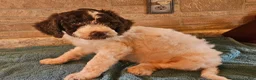 Goldendoodle dogs for sale: Jeff - Ad 3