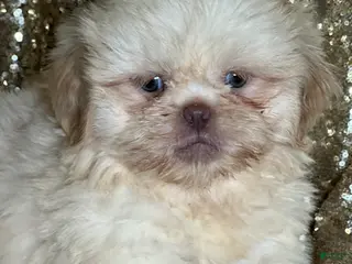 Shih Tzu dogs Cotton - Ad 20