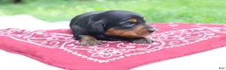 Miniature Dachshund dogs for sale: Raven - Ad 5