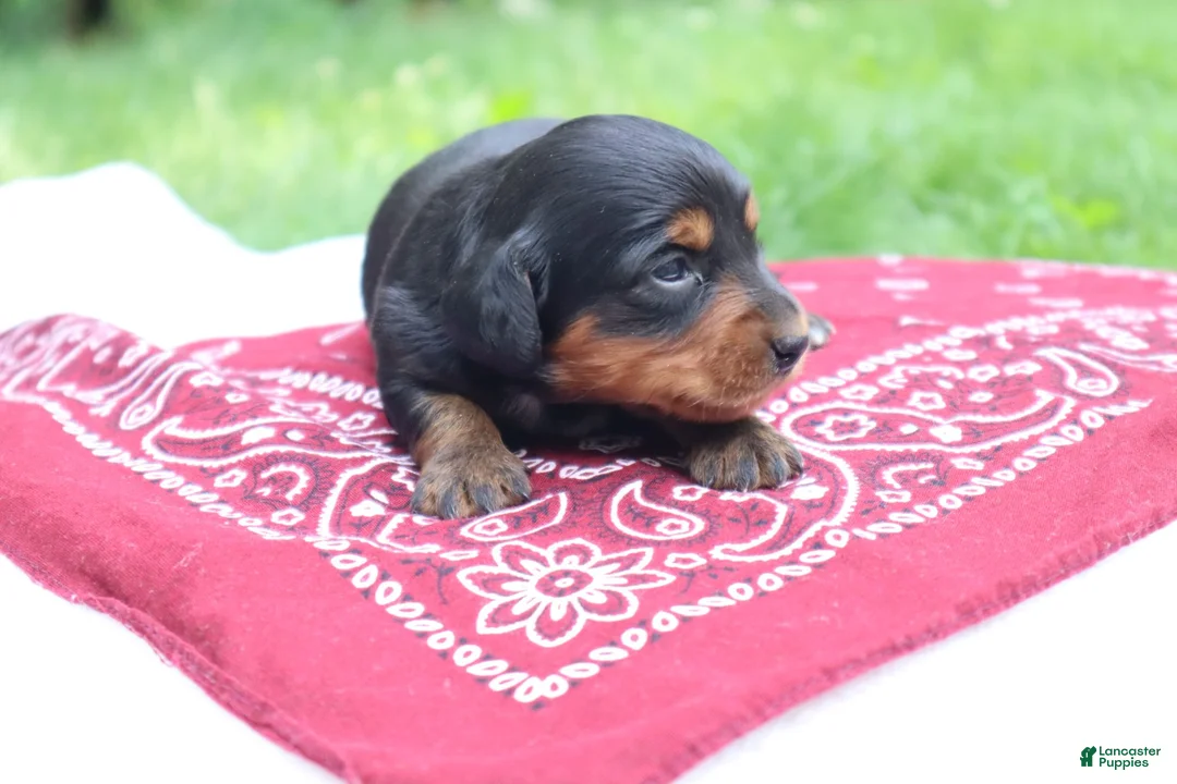 Miniature Dachshund dogs for sale: Raven - Ad 5