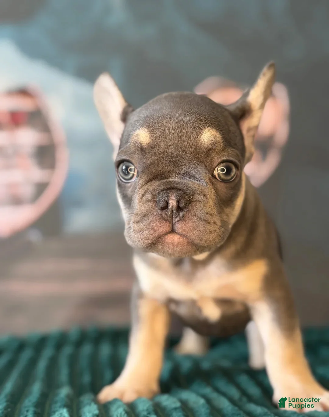 French Bulldog dogs for sale: Cooper - Ad 2
