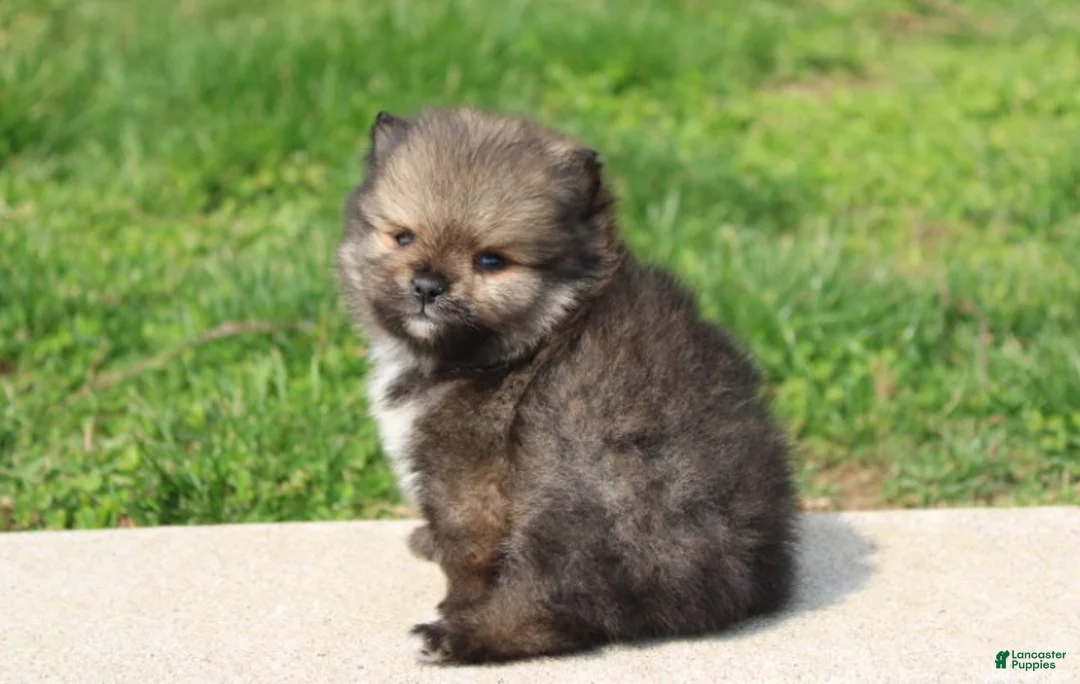 Pomeranian dogs for sale: Casper  - Ad 1