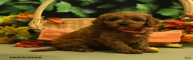 Cinnamon
